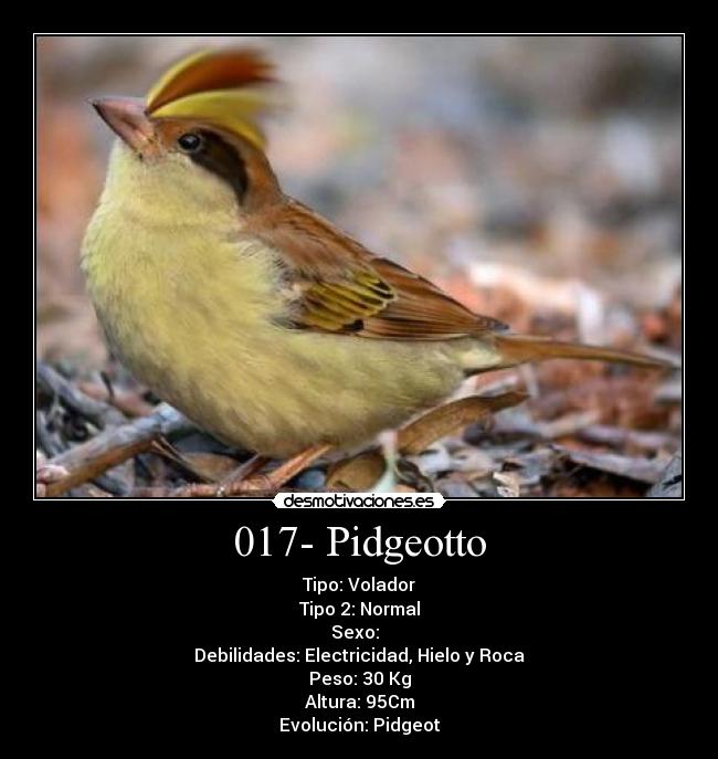 017- Pidgeotto -