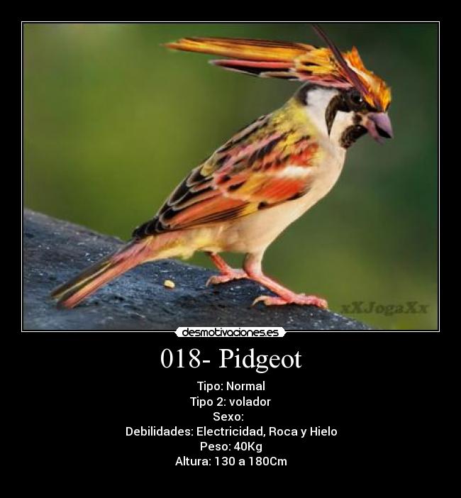 018- Pidgeot - 