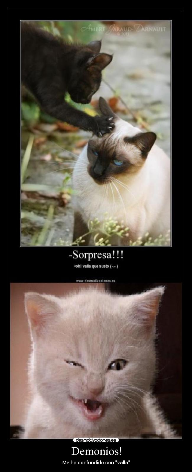 carteles gato desmotivaciones
