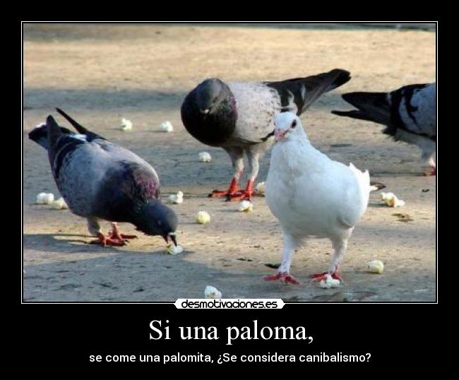 Si una paloma, - se come una palomita, ¿Se considera canibalismo?