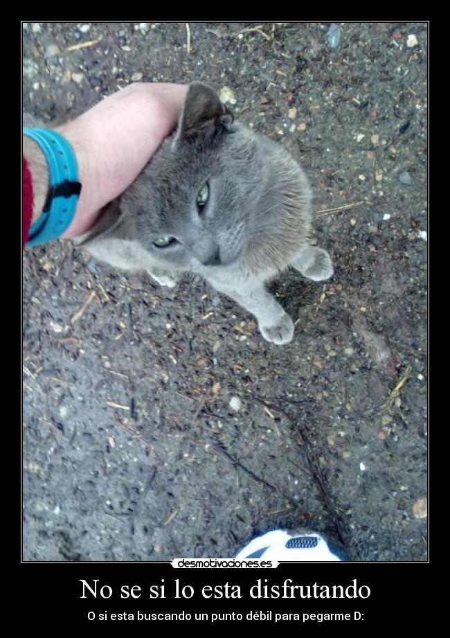 No se si lo esta disfrutando -