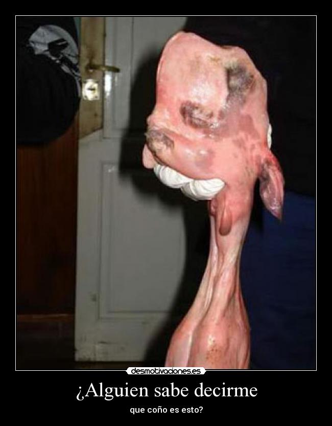 ¿Alguien sabe decirme -