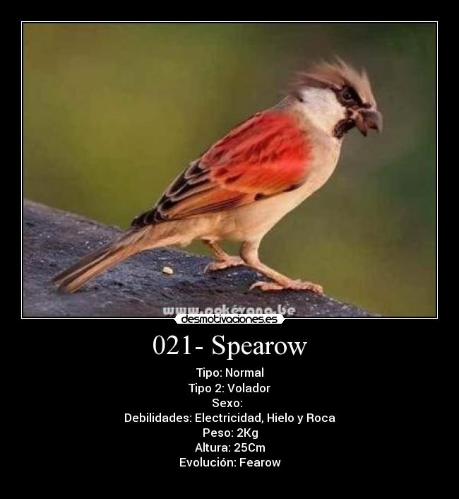 021- Spearow -