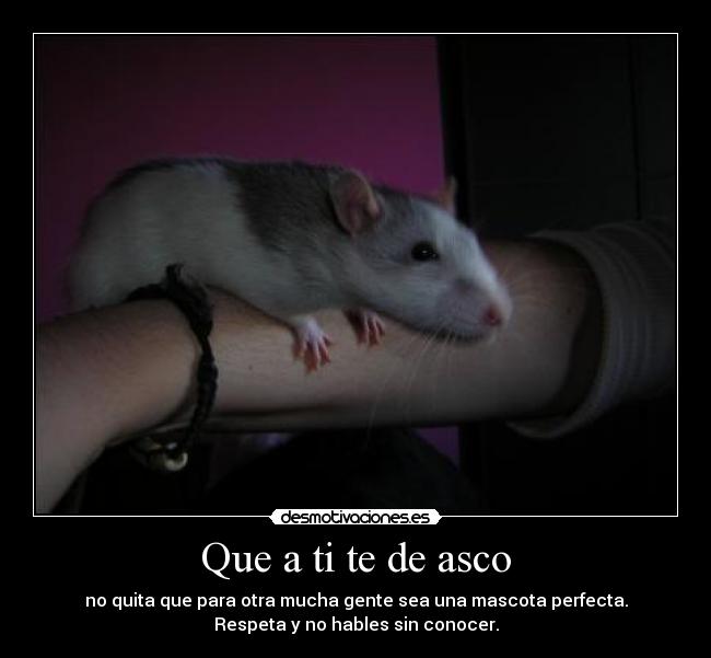 carteles flipy89 mascota rata desmotivaciones