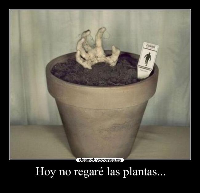 Hoy no regaré las plantas... - 