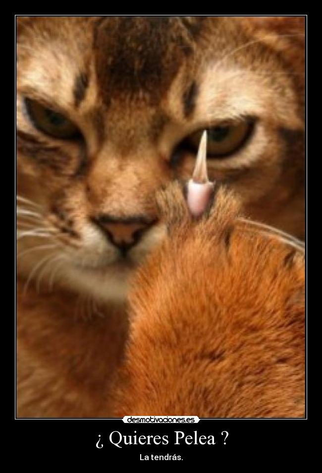 ¿ Quieres Pelea ? -