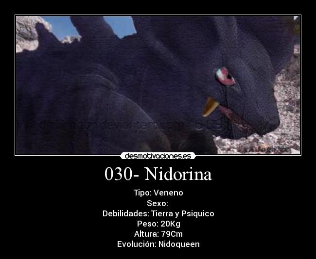 030- Nidorina - Tipo: Veneno
Sexo: ♀
Debilidades: Tierra y Psiquico
Peso: 20Kg
Altura: 79Cm
Evolución: Nidoqueen