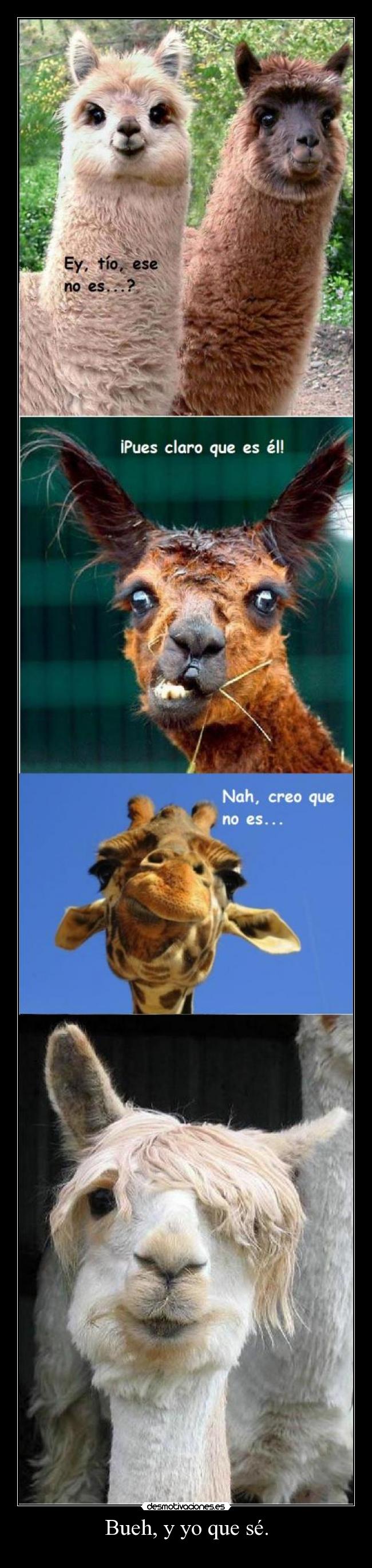 Bueh, y yo que sé. - 