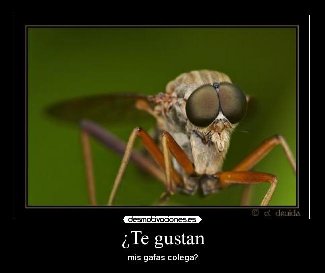 ¿Te gustan - mis gafas colega?