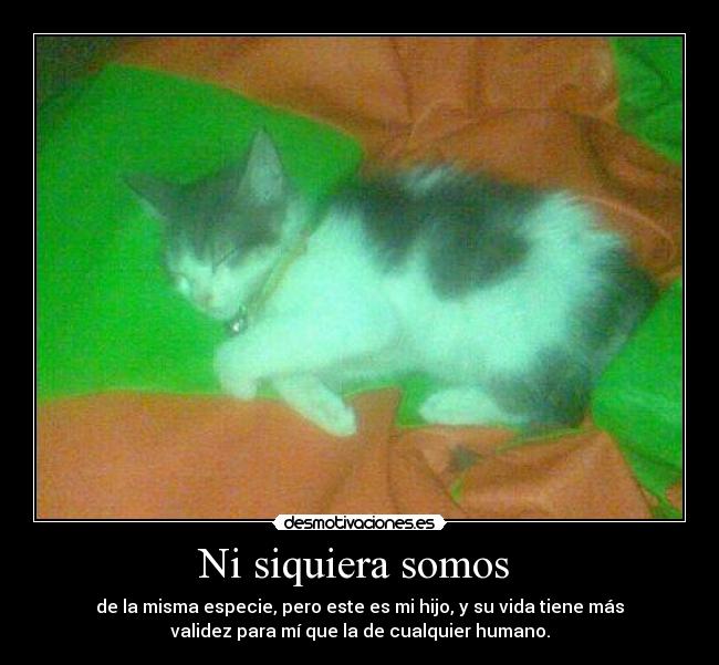 Ni siquiera somos  - 