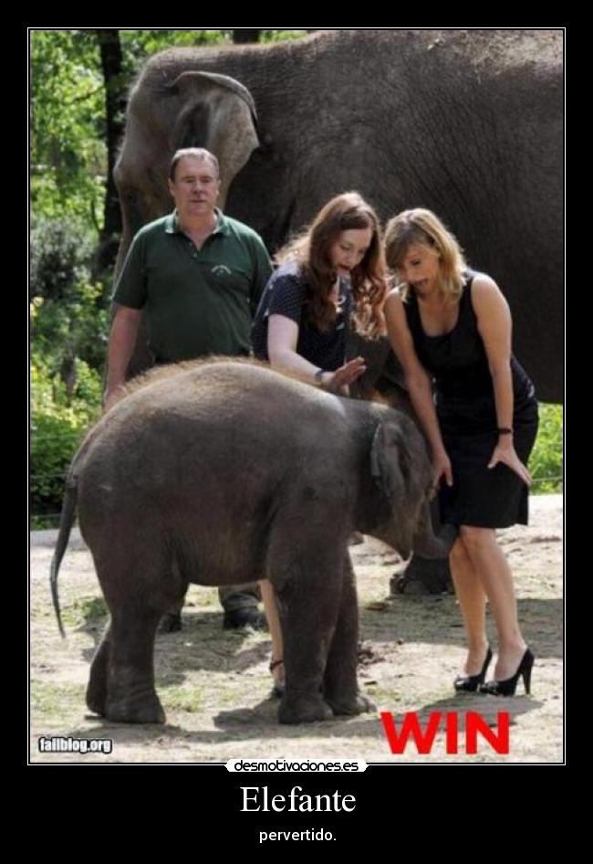 Elefante - pervertido.