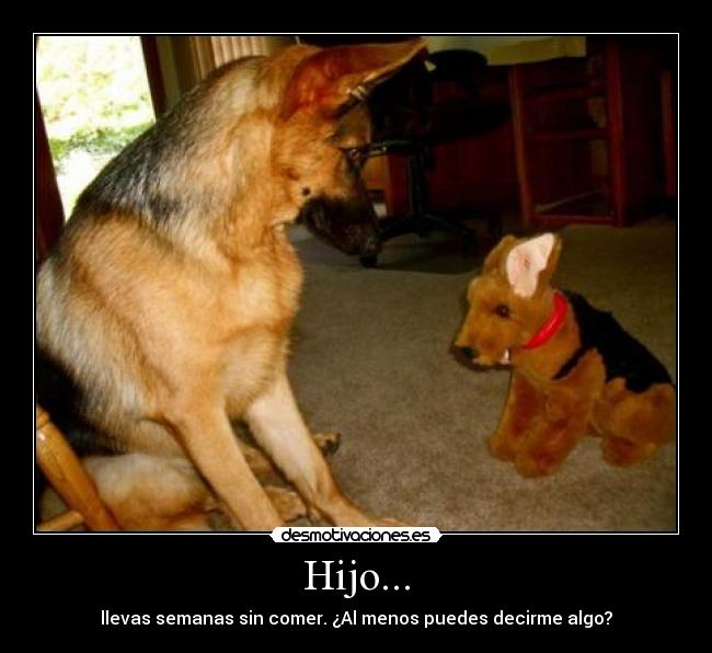 carteles perro perrito cachorro peluche objeto inanimado desmotivaciones