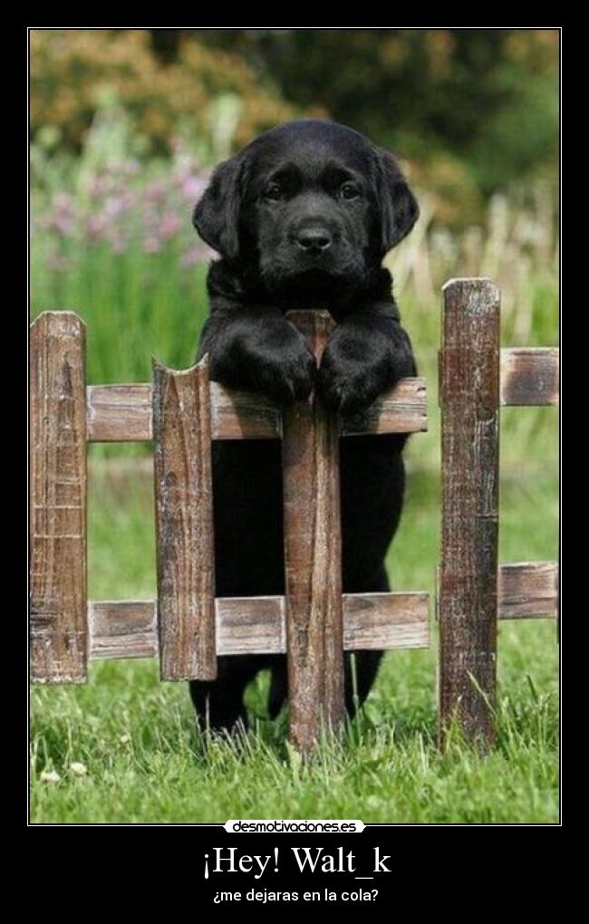 ¡Hey! Walt_k - ¿me dejaras en la cola?