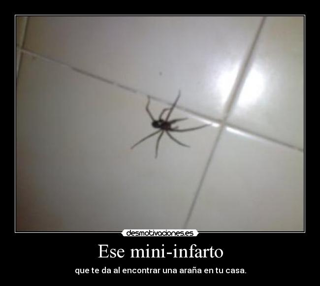 Ese mini-infarto - que te da al encontrar una araña en tu casa.