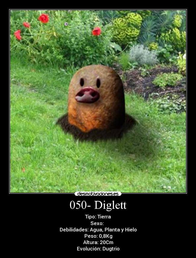 050- Diglett - Tipo: Tierra
Sexo: ♂♀
Debilidades: Agua, Planta y Hielo
Peso: 0,8Kg
Altura: 20Cm
Evolución: Dugtrio