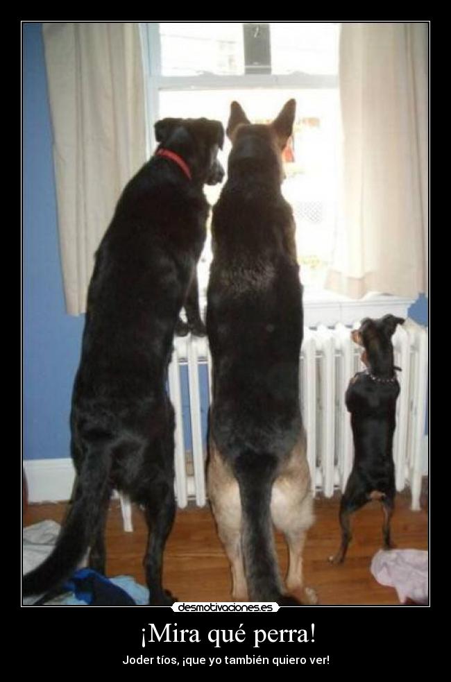 ¡Mira qué perra! - Joder tíos, ¡que yo también quiero ver!