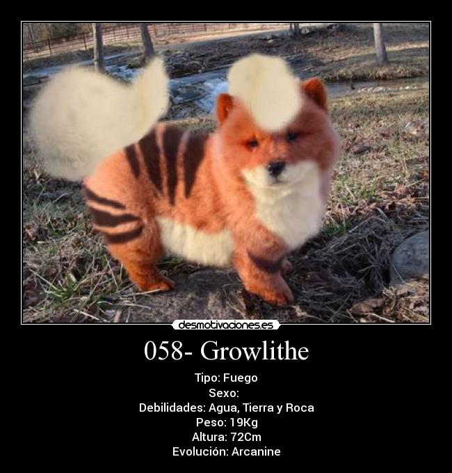 058- Growlithe - Tipo: Fuego
Sexo: ♂♀
Debilidades: Agua, Tierra y Roca
Peso: 19Kg
Altura: 72Cm
Evolución: Arcanine