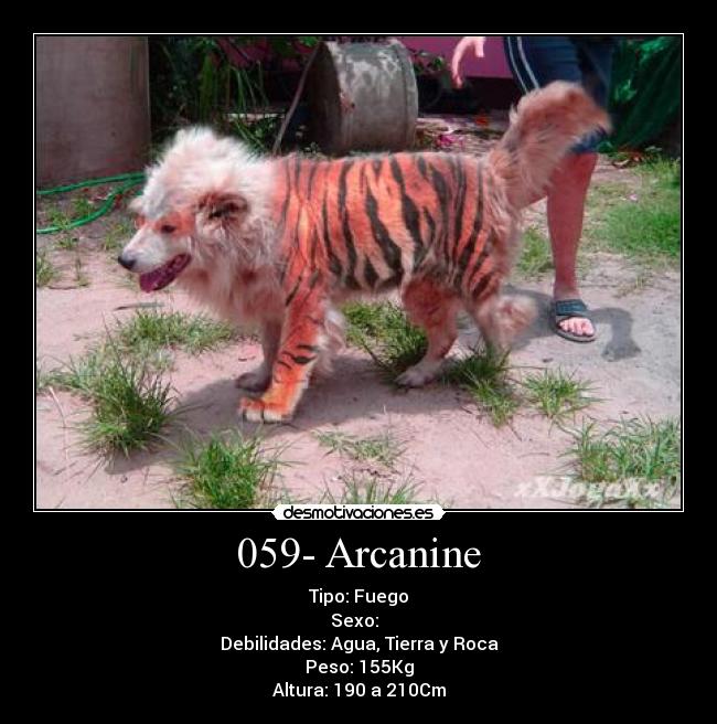 059- Arcanine - Tipo: Fuego
Sexo: ♂♀
Debilidades: Agua, Tierra y Roca
Peso: 155Kg
Altura: 190 a 210Cm