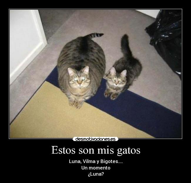 Estos son mis gatos - Luna, Vilma y Bigotes....
Un momento
¿Luna?
