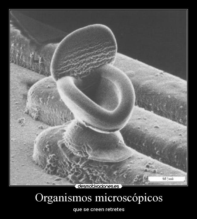 Organismos microscópicos - que se creen retretes