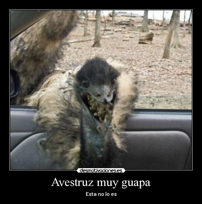 Avestruz muy guapa - Esta no lo es