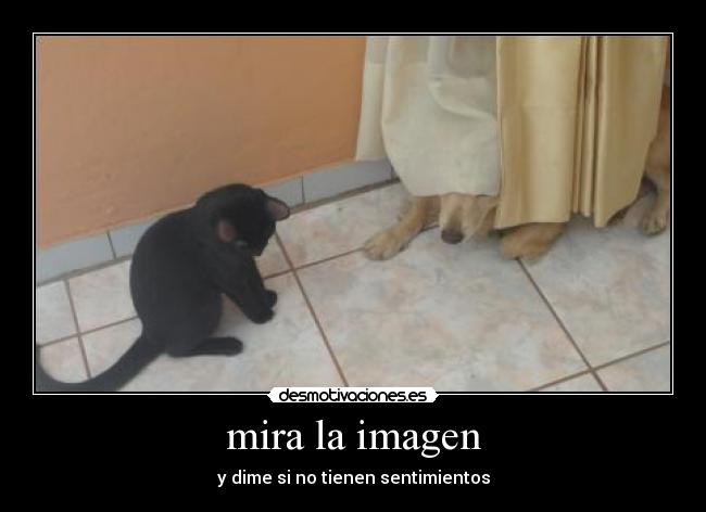 mira la imagen - 