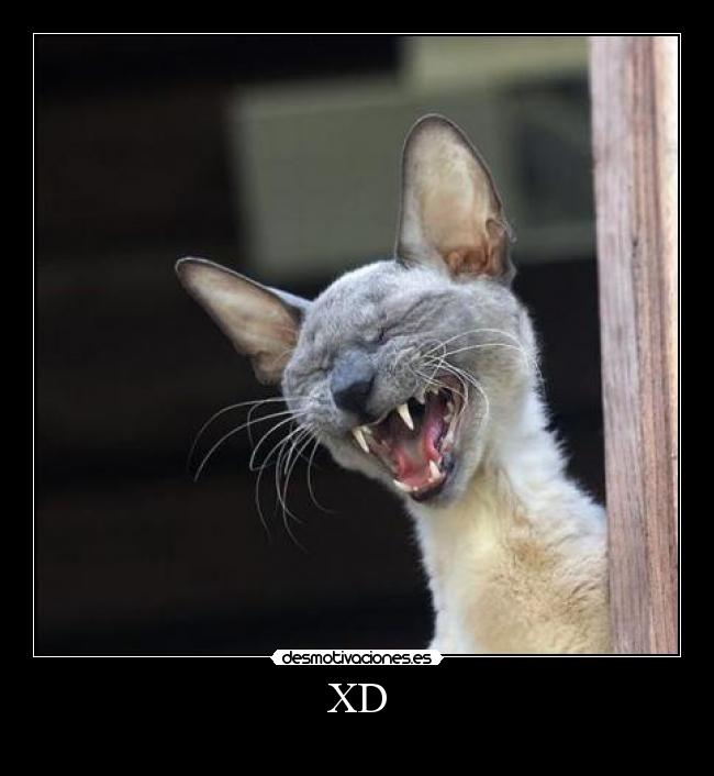 XD - 