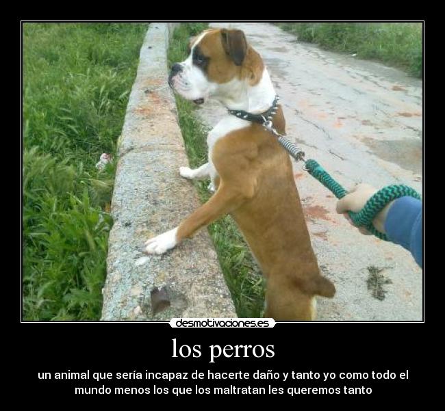 los perros -