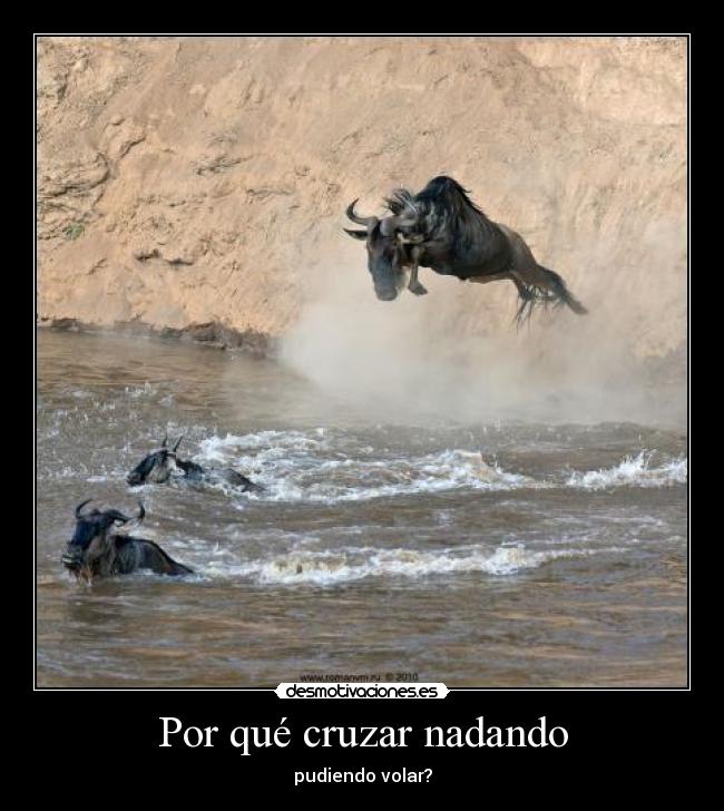 Por qué cruzar nadando - pudiendo volar?