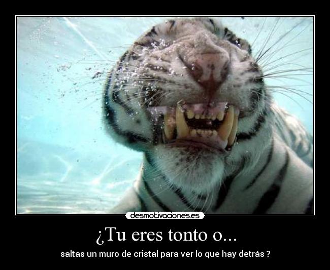 ¿Tu eres tonto o... -