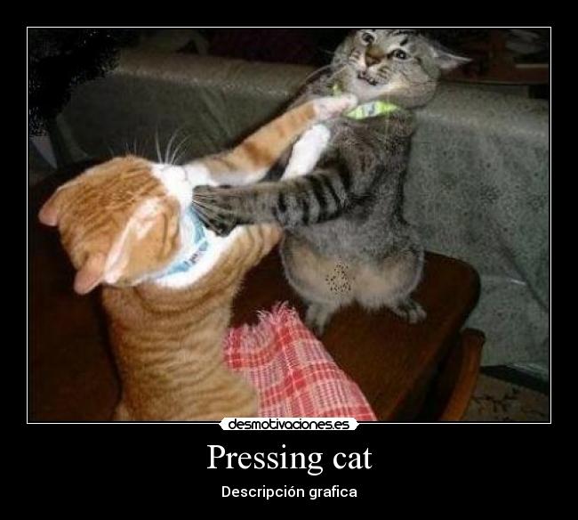 Pressing cat - Descripción grafica