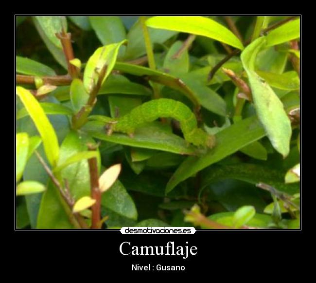 Camuflaje - Nivel : Gusano