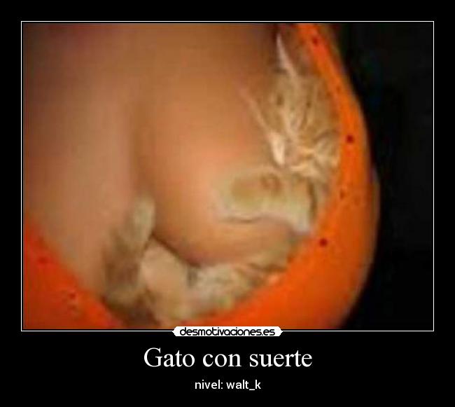 Gato con suerte -