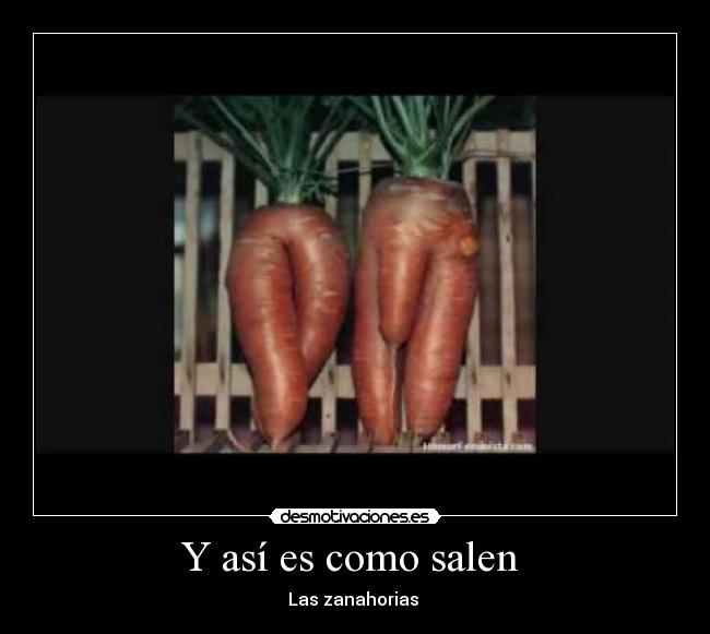Y así es como salen - Las zanahorias