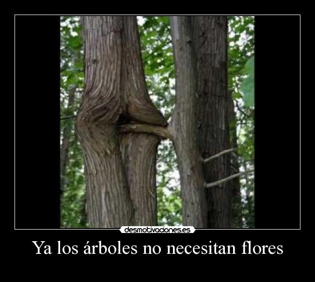 Ya los árboles no necesitan flores -