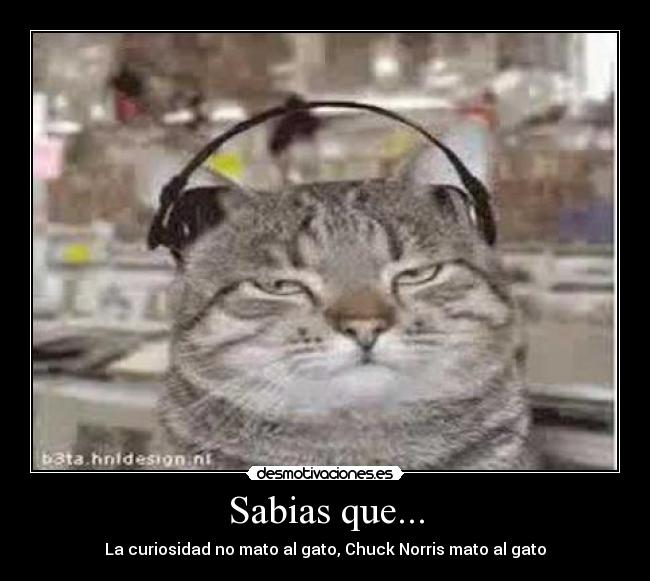 Sabias que... - La curiosidad no mato al gato, Chuck Norris mato al gato