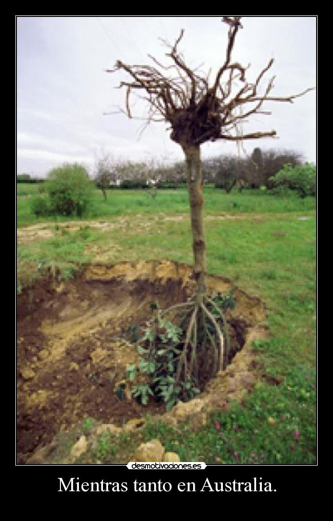Mientras tanto en Australia. -