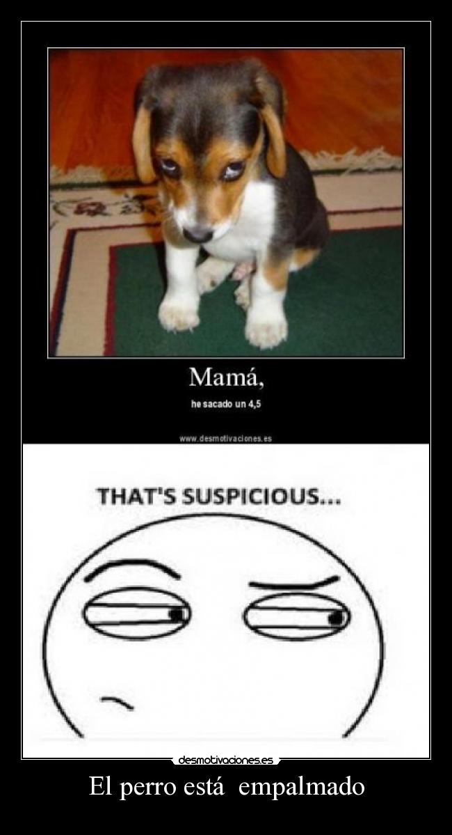 El perro está  empalmado - 