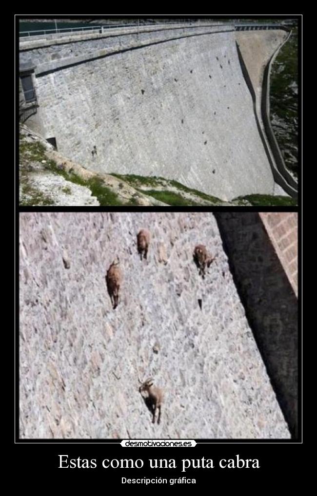 Estas como una puta cabra - Descripción gráfica