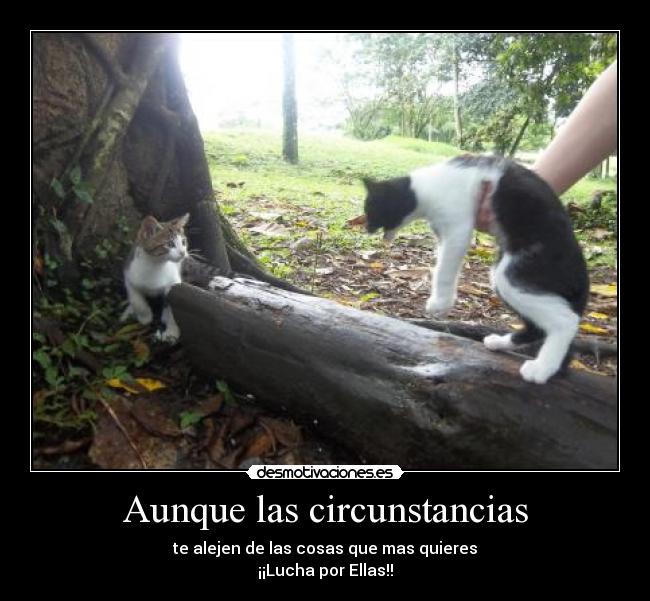 carteles aunque las circunstancias desmotivaciones