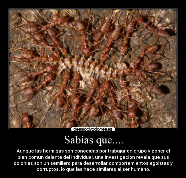 Sabias que.... - Aunque las hormigas son conocidas por trabajar en grupo y poner el
bien comun delante del individual, una investigacion revela que sus
colonias son un semillero para desarrollar comportamientos egoistas y
corruptos, lo que las hace similares al ser humano.