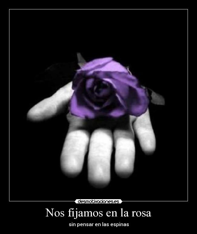 Nos fijamos en la rosa - 