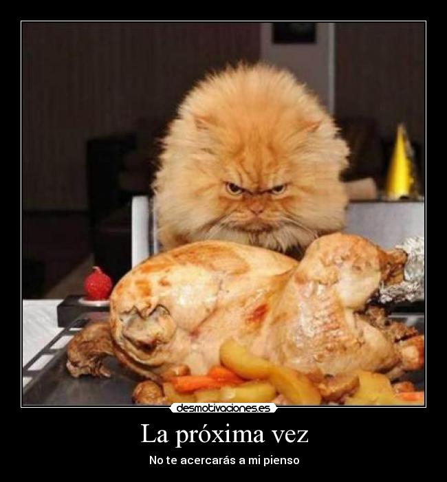 carteles gatoscomida pollo plato meme pienso desmotivaciones