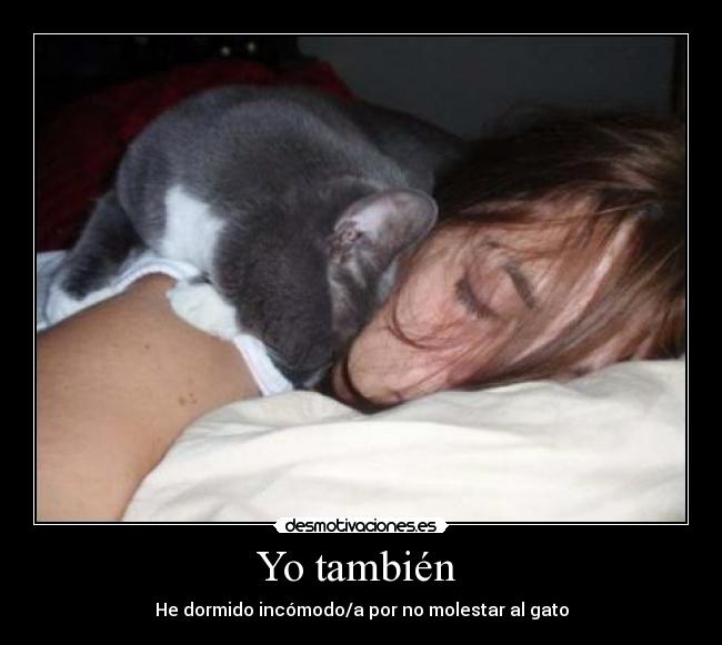 carteles gato dormir incomodo desmotivaciones
