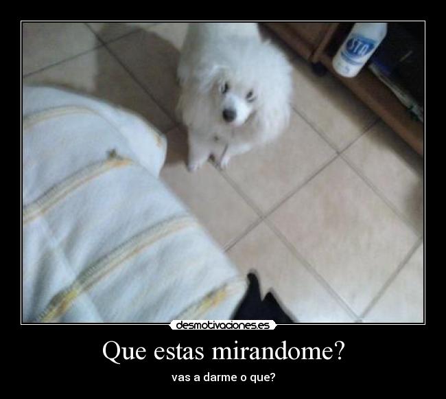 Que estas mirandome? - vas a darme o que?