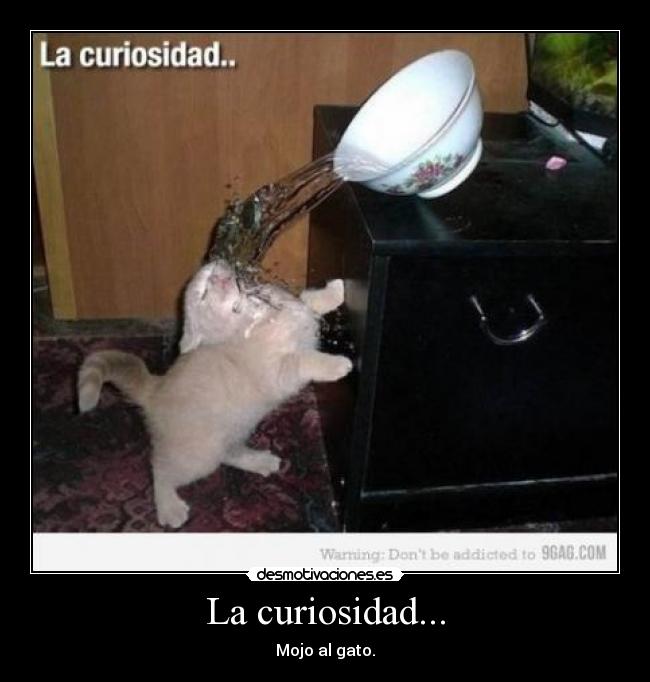 La curiosidad... - Mojo al gato.