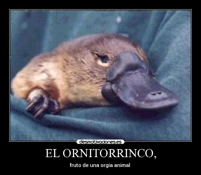 EL ORNITORRINCO, - fruto de una orgia animal