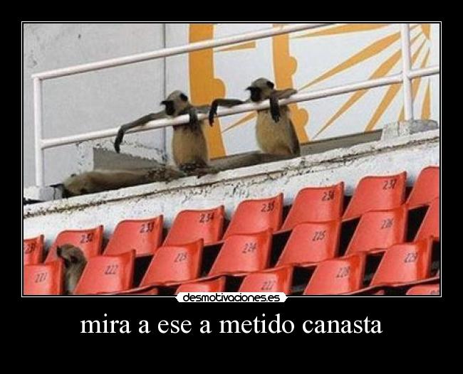 mira a ese a metido canasta -