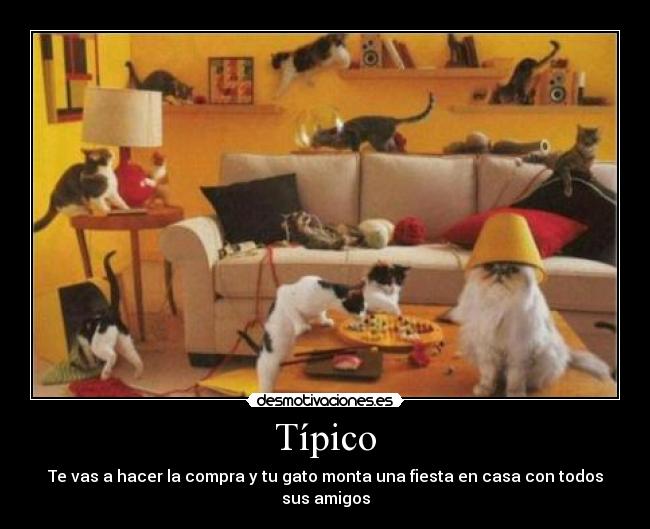Típico - Te vas a hacer la compra y tu gato monta una fiesta en casa con todos sus amigos