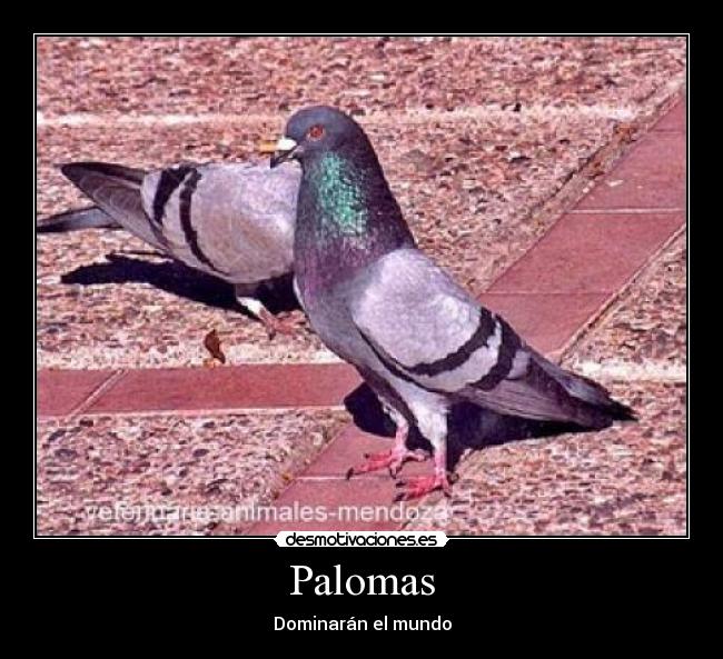 Palomas - 